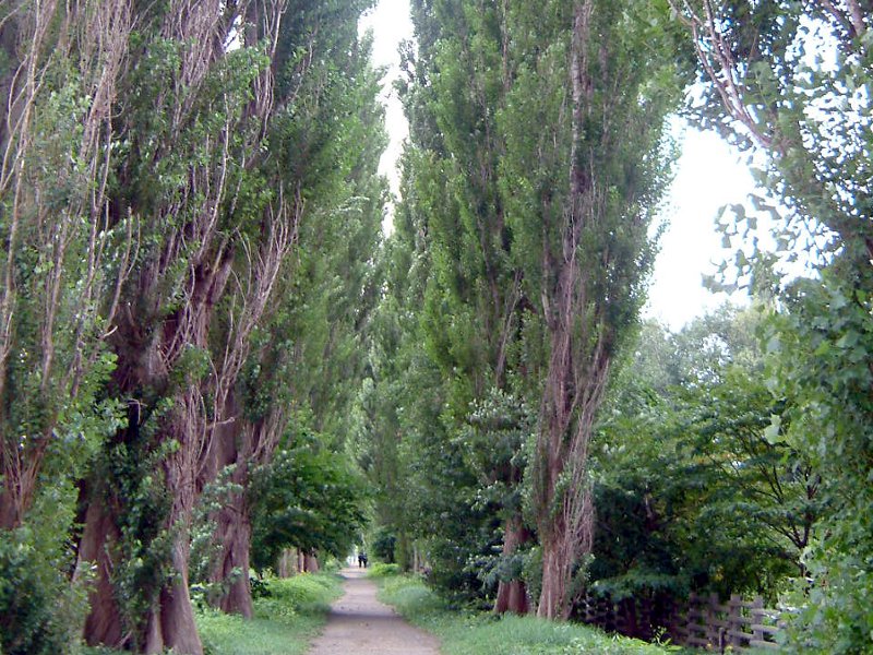 �|�v��(poplar)